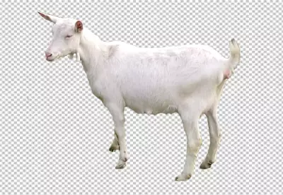 Closeup photo of a Ibex looking any direction goat photo