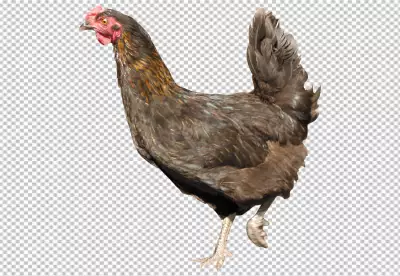 Majestic rooster standing looking at camera surrounded by nature