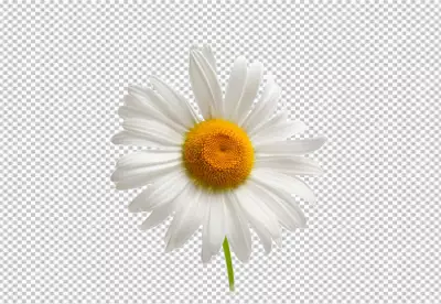 White flower of chamomile lat Matricaria isolated on transparent  background