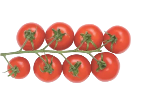 Branch of red organic tomatoes Top View