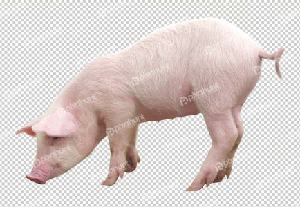 Pig Eating Something | pig grazing in the field Png