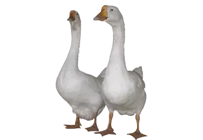 white goose | Two swans look up | Two Duck