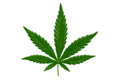 Green hemp on a transparent background png