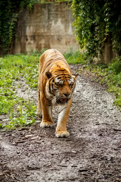 Bangladeshi tiger In jungle | Tiger Close portrait