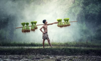 Boy carrying a large bundle of rice seedlings on his shoulders and standing in a muddy field, and the sun is shining brightly overhead