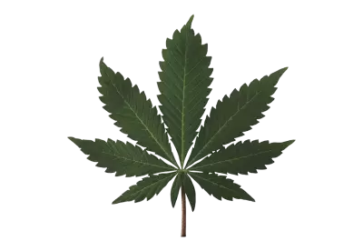 Cannabis top view on colorful paper png