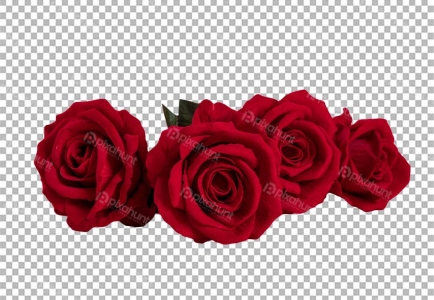 Isolated premium Valentines Day Rose | Red rose with drops