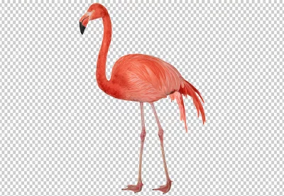Flamingo is plumage is a vibrant pink color, and its long, thin neck is curved downward