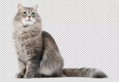 Tabby striped british cat isolated on transparent background