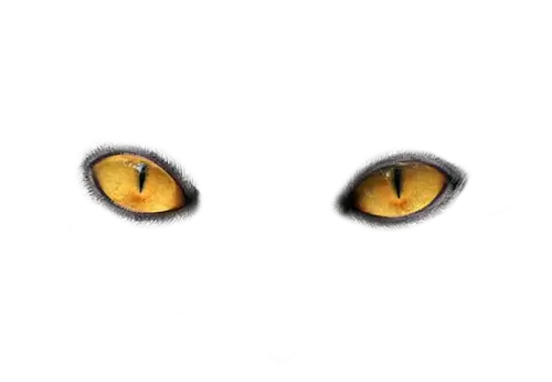 Beautiful closeup macro shot of a cat's eye - perfect PNG