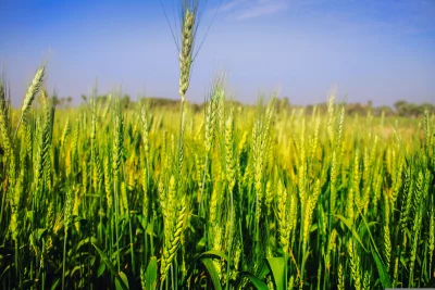 A close-up of a wheat field