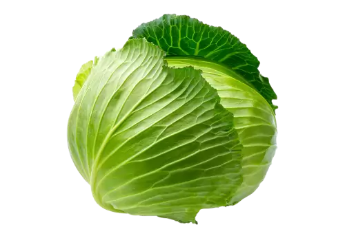 Cabbage with transparent background