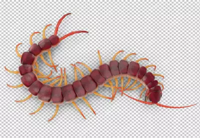 Image of centipedes or chilopoda isolated transparent background