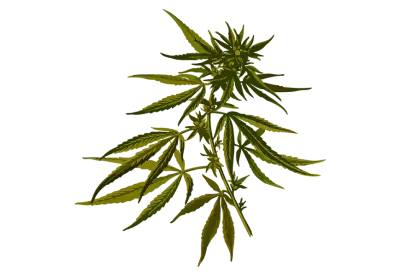 A Stack of Fresh Green Weed on png