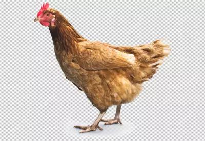 Majestic rooster standing in a farm PNG
