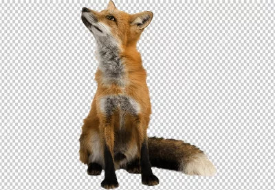 Fox sitting and looking in the sky