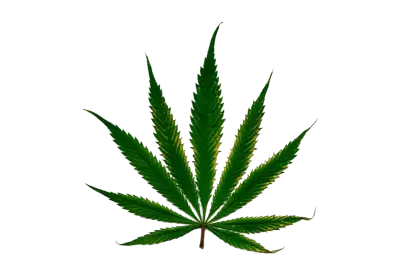 trees leaves Isolated on transparent background transparent background