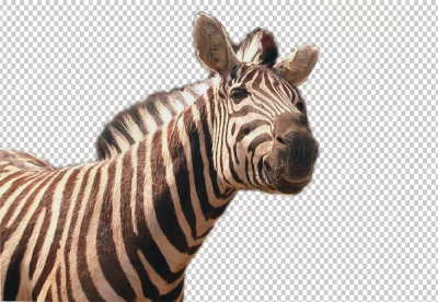 Zebra look sad and looking in the camera