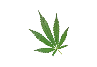 Cannabis leaf plant transparent background isolate 