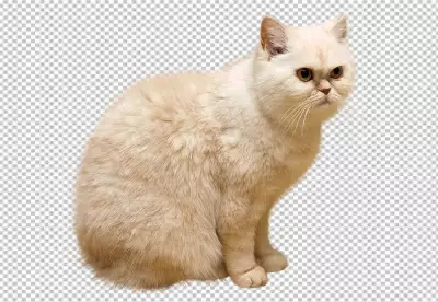 Cat isolated on | transparent background