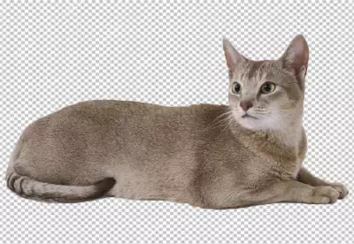 White Cat isolated on transparent background