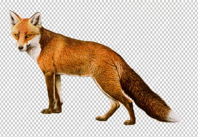 Red fox is standing on all fours, with its body facing to the left