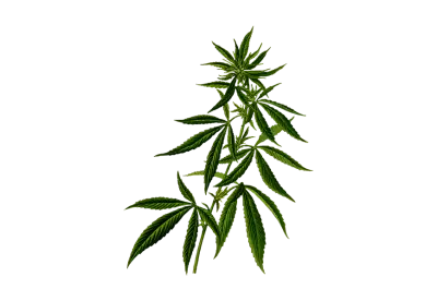 Single cannabis leaf in green color transparent
