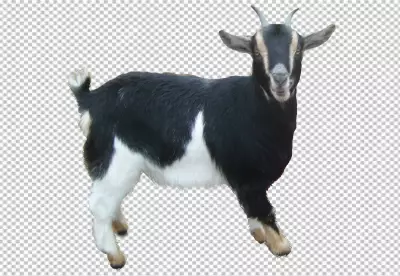 Close-up portrait of goat png