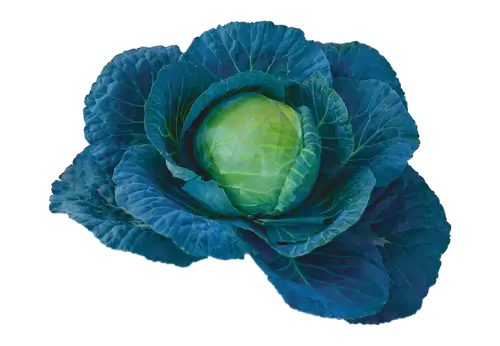 Green cabbage vegetable isolated transparent background 