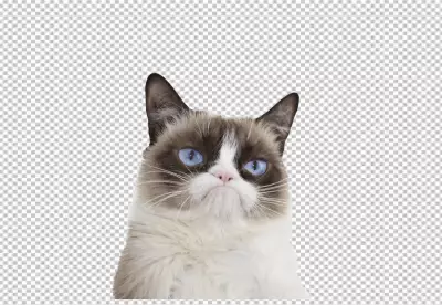 Grey kitty with monochrome wall behind her transparent  background 