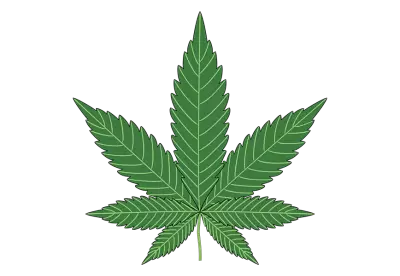 Marijuana leaf on black isolated  transparent background png