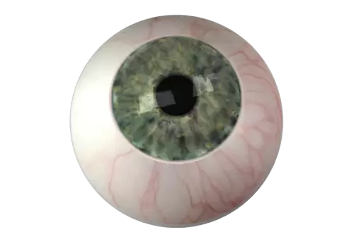 Watercolor human brown eye Watercolor anatomy collection Medical