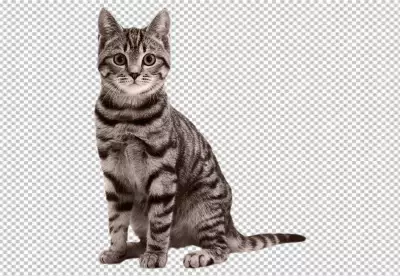 Araffe black cat walking on a white surface with yellow eyes | ugly look transparent background 