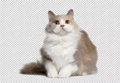 Adorable Black Kitten Staring Intently transparent background