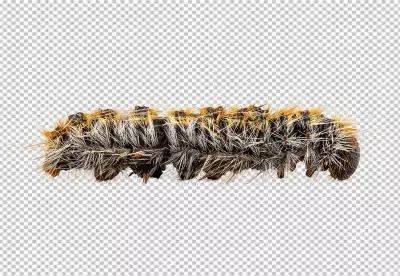 Close-up photograph of a caterpillar brown and hairy with a segmented body