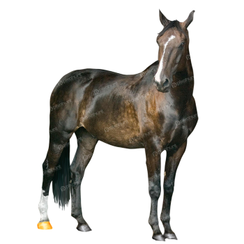 Close up on horse in nature