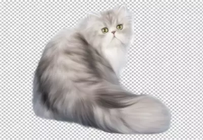 A cat with a white collar and a black and transparent background