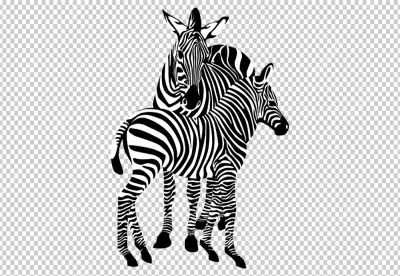 Two zebras, one slightly behind the other and standing side by side, facing the viewer