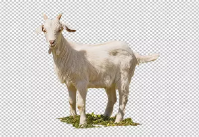 Close up rural farm growing goat