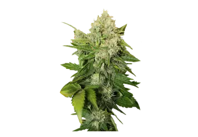 Cosmetic item with marijuana leaves  transparent background
