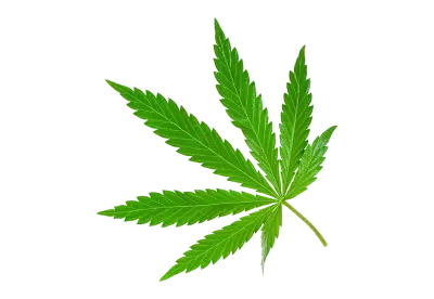 Cannabis marijuana plant on white or transparent background