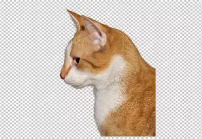 Maine coon kitten in front of transparent background | cute kitten photo