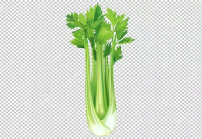 Celery on isolated transparent background 