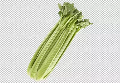 Fresh green celery isolated transparent background 