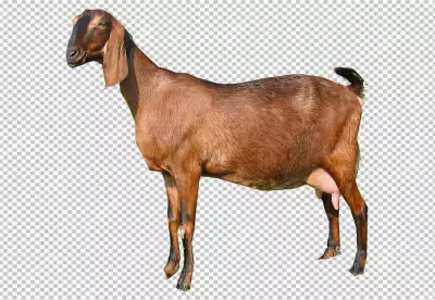 brown and white goat, Goat Milking Animal Sales, goat, animals, pet, cow Goat Family png