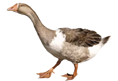 Wild duck isolated | The duck is looking up