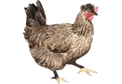 Brown chicken side | The chicken is walking away very stubbornly