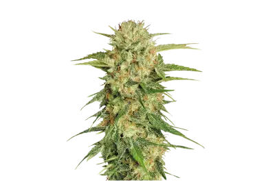 Marijuana trees leaves Isolated png