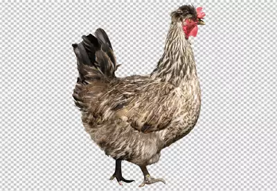 Fluffy yellow chick hatching surrounded by green meadow PNG