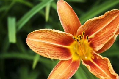 The lily flower is orange in color